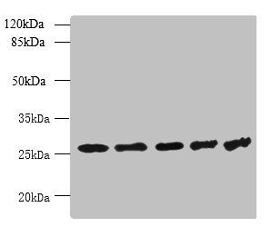 TBCB antibody