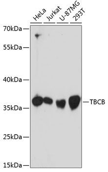 TBCB antibody