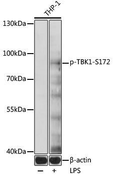 TBK1 (Phospho-S172) antibody