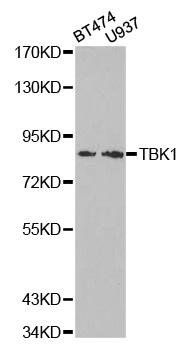 TBK1 antibody