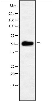 TBL2 antibody