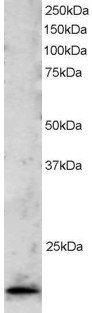 TBPL1 antibody