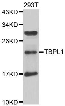 TBPL1 antibody