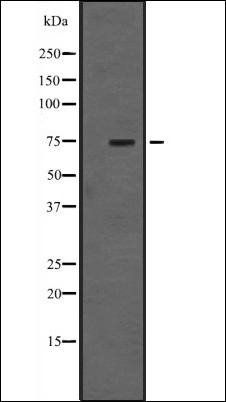 TBR1 antibody