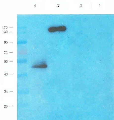 TBX1 antibody