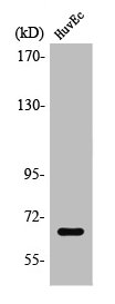 TBX18 antibody