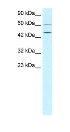 TBX19 antibody
