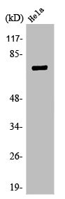 TBX2 Antibody
