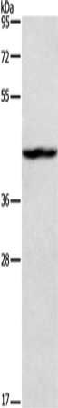 TBX20 Antibody