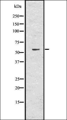tbx21 antibody