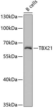 TBX21 antibody