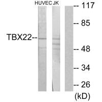 TBX22 Antibody