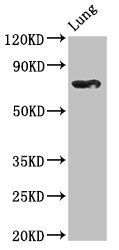 TBX2 Antibody