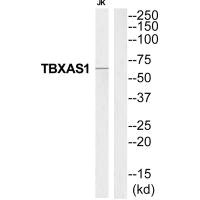 TBXAS1 antibody