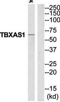 TBXAS1 antibody