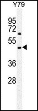 tcag7.1227 antibody
