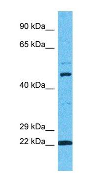TCAM2 antibody