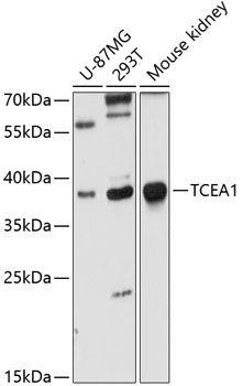 TCEA1 antibody