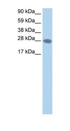 TCEA2 antibody