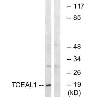 TCEAL1 antibody