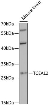TCEAL2 antibody