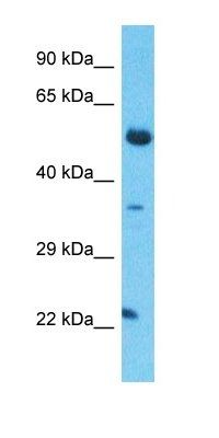 TCEAL5 antibody
