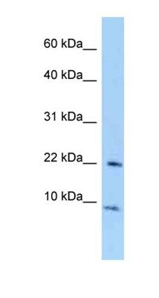 Tceal7 antibody