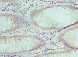 TCEB3 antibody