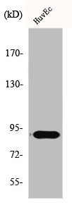 TCEB3 Antibody