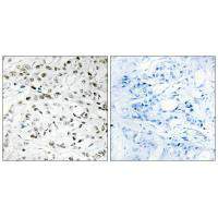 TCEB3 Antibody