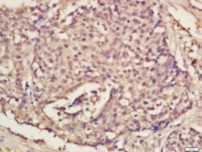 Elongin A Rabbit Polyclonal Antibody