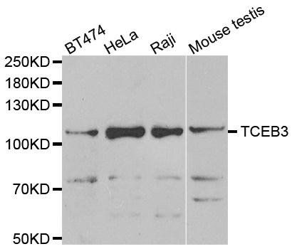 TCEB3 antibody