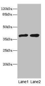 TCF19 antibody