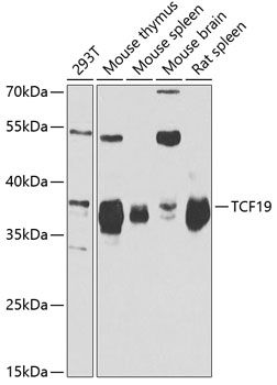 TCF19 antibody