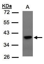 transcription factor 19 Antibody
