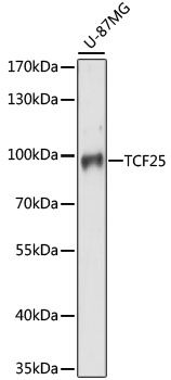 TCF25 antibody