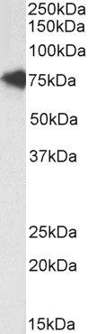 TCF3 antibody (Biotin)