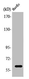 TCF4 antibody