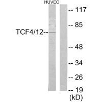 TCF4/TCF12 Antibody