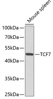 TCF7 antibody