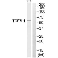 TCF7L1 antibody