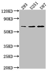 TCF7L1 antibody