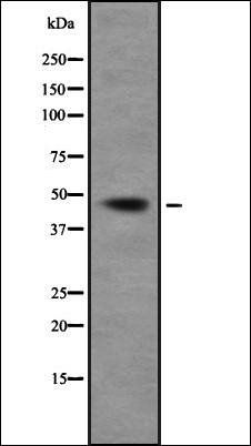TCFL5 antibody