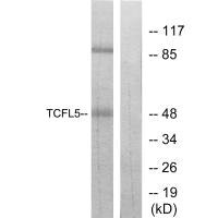 TCFL5 antibody
