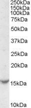 Goat anti-TCL1A Antibody