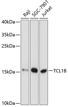 TCL1B antibody