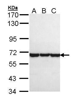 TCP1 theta Rabbit Polyclonal Antibody