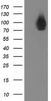 TCP11L2 antibody