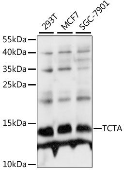 TCTA antibody