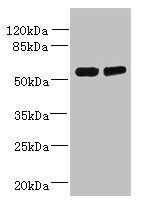 TCTE1 Antibody